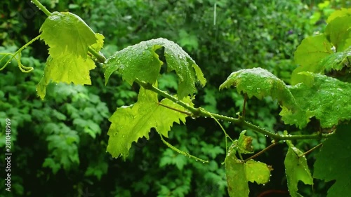 Green grapes leaves in the rain with water drops.