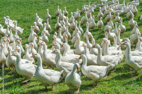 Huge herd of white geese on...