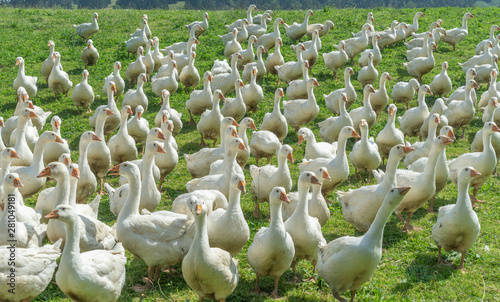 Huge herd of white geese on...