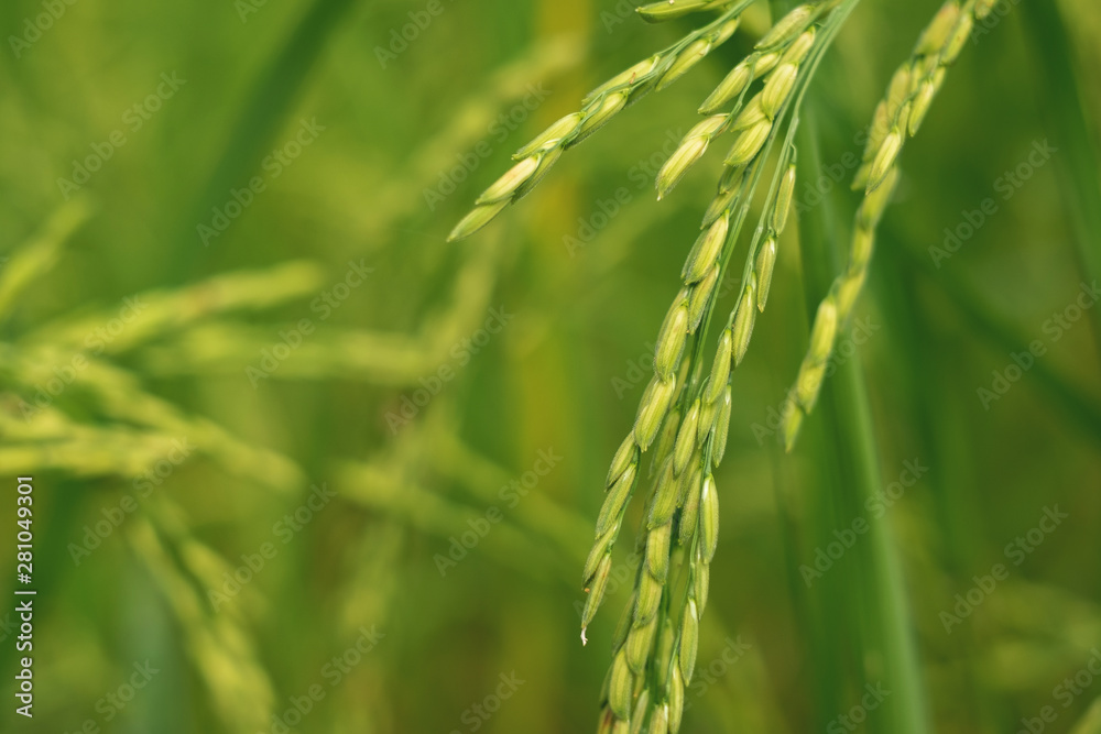 Rice in the field waiting for harvest Chiang Mai Thailand Rice in the field waiting for harvest Chiang Mai Thailand