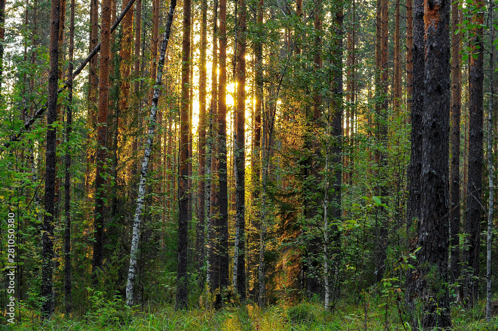 Fototapeta premium forest, tree, nature, pine, woods