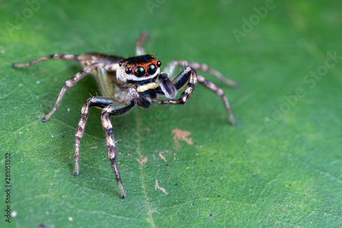 Cytaea sp.  the bauble jumping spider  hunting for prey on a leaf in tropical Queensland rainforest