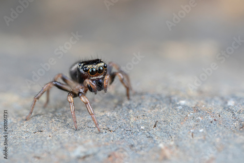 Omodeus sp. a tiny black and white striped ant-eating jumping spider © peter