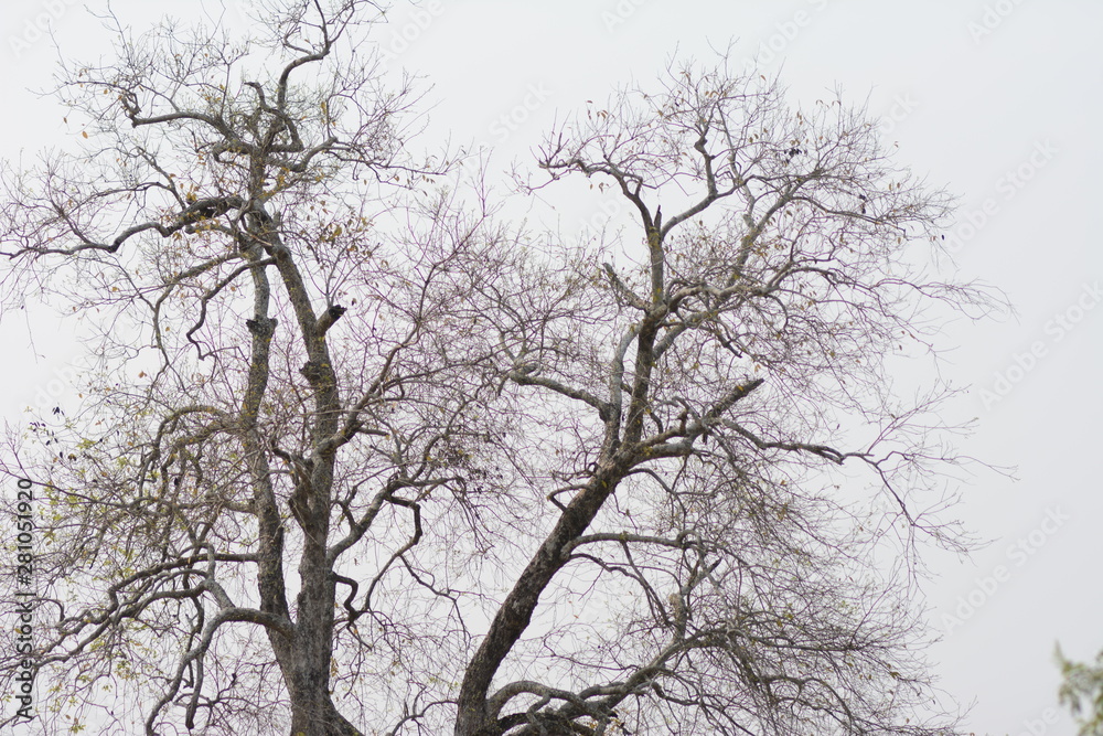 tree in winter tree in winter