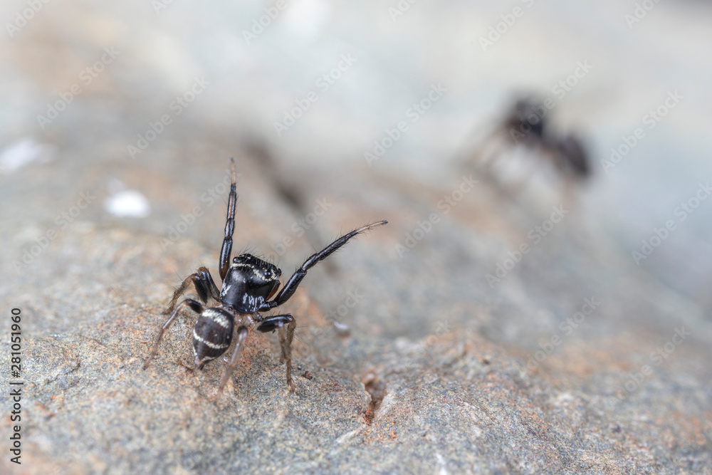 Pair of mating Omodeus sp., dancing. A tiny black and white striped ant-eating jumping spider. Pair of mating Omodeus sp., dancing. A tiny black and white striped ant-eating jumping spider.