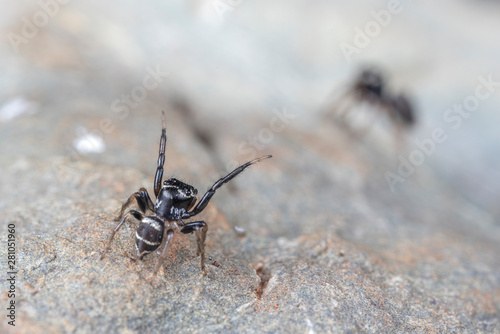 Pair of mating Omodeus sp., dancing. A tiny black and white striped ant-eating jumping spider.