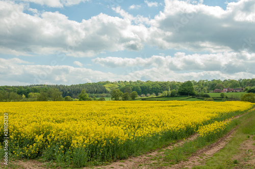 Yellow canola