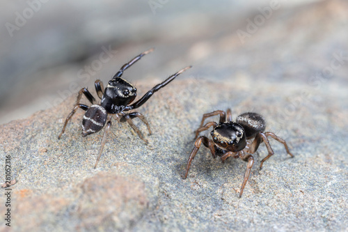 Pair of mating Omodeus sp., dancing. A tiny black and white striped ant-eating jumping spider. © peter