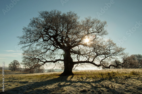 Sunshine through the old oak tree.