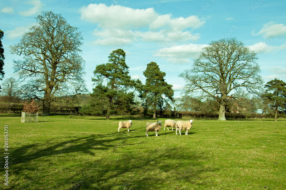 Sheep grazing in a summer meadow. Sheep grazing in a summer meadow.