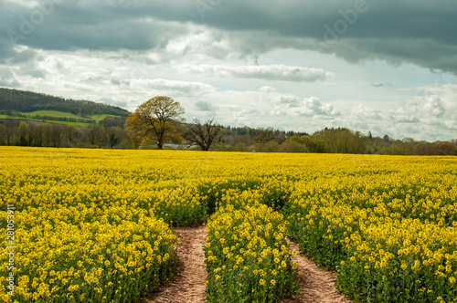 Canola fields in England.