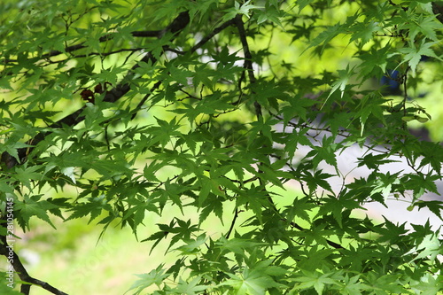 Wallpaper Mural もみじ 紅葉 Torontodigital.ca