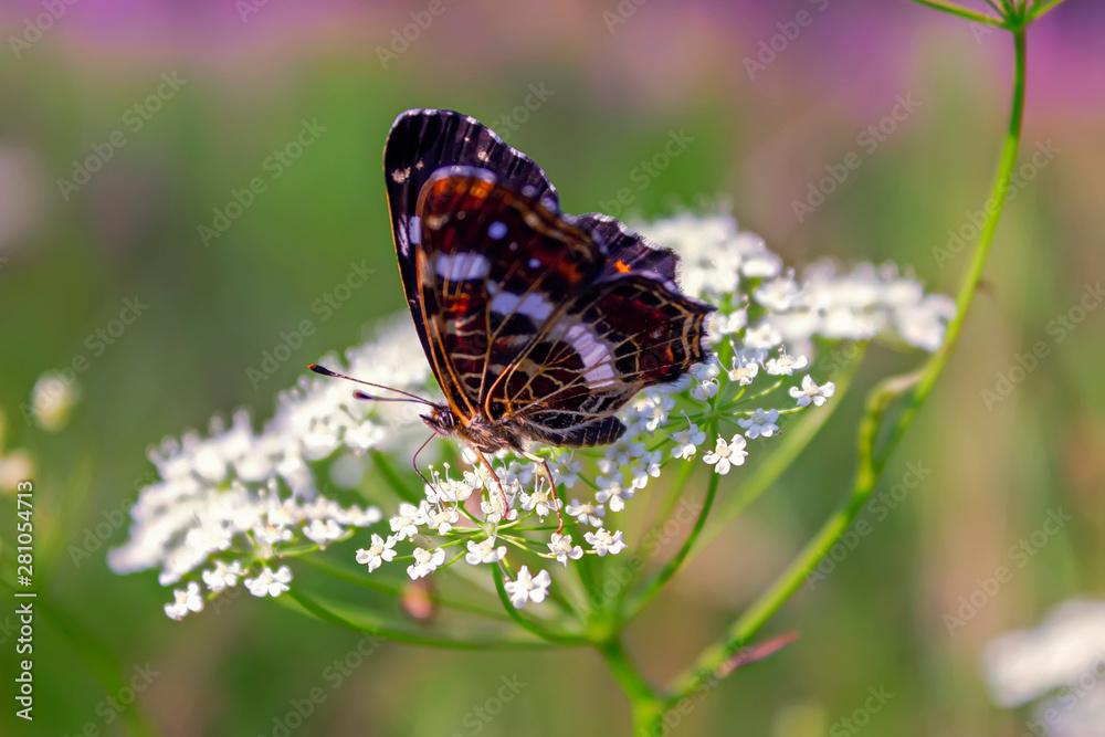Beautiful butterfly on a flower lit by the sun closeup. A beautiful butterfly resting on a white flower. Beautiful butterfly on a flower lit by the sun closeup. A beautiful butterfly resting on a white flower.