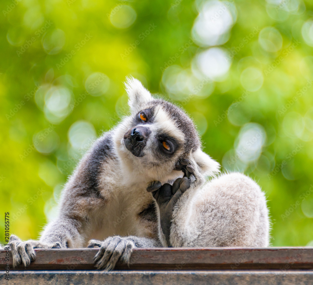 Obraz premium The clever ring-tailed lemur in a wildlife park