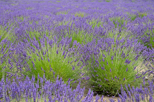 field of lavender