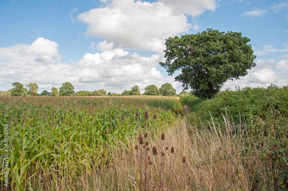 Summertime crops in the countryside. Summertime crops in the countryside.