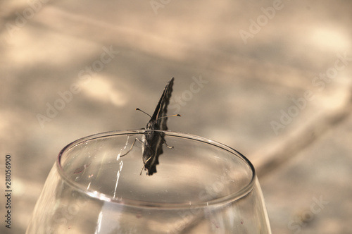 Limenitis camilla; white admiral butterfly scrouinging wine from a glass, Tuscany photo