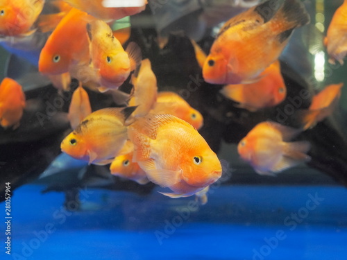 Soft focus Symphysodon, colloquially known as discus fish diving in fresh water glass tank aquarium.