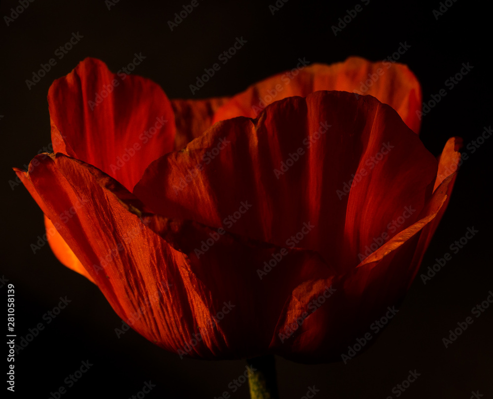 Red poppy flower against dark background. Dark Moody photo. Stock Photo ...