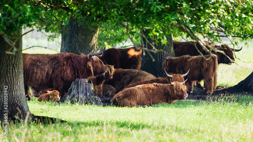Highland cattle cows family having a rest in the cool shadow under trees © lukszczepanski