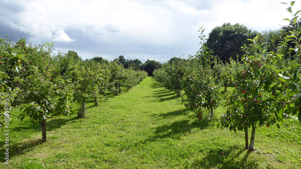 Apple trees in an autumn orchard.