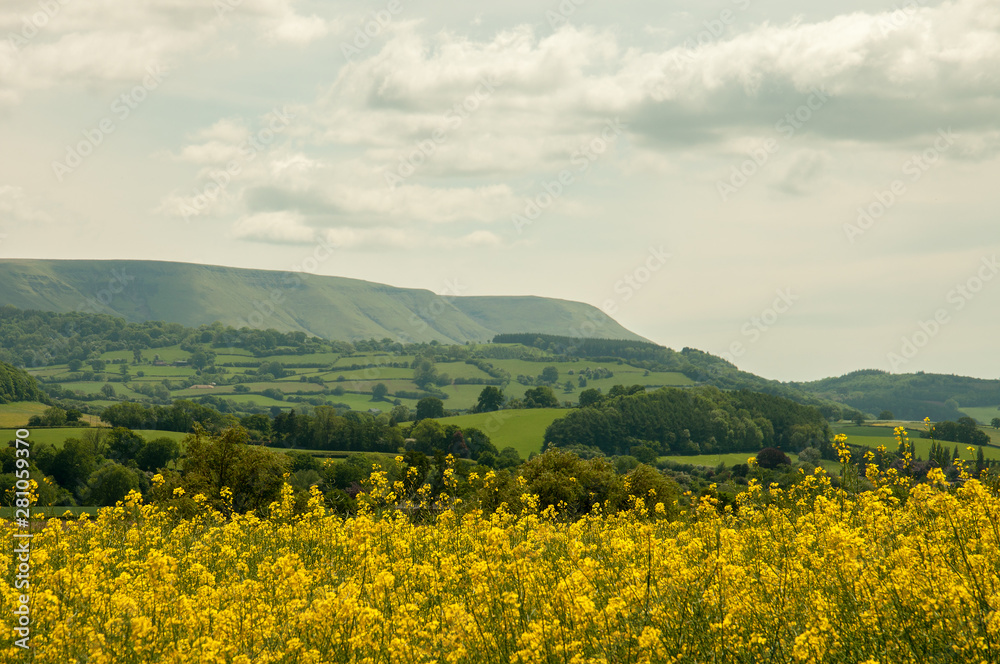 Yellow canola fields near the Black mountains of England and Wales.