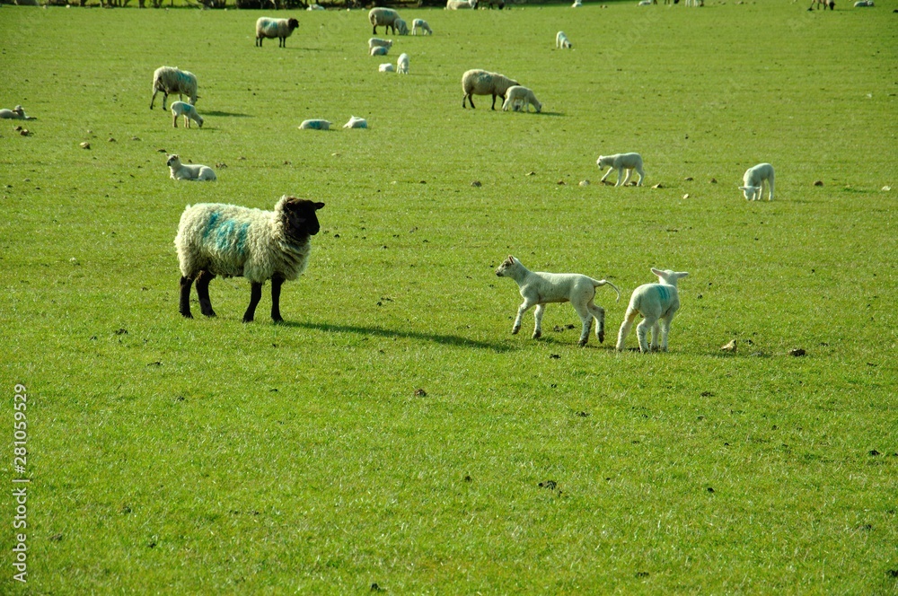 Fototapeta premium Young lambs and sheep in a field.