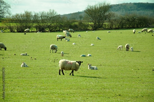 Sheep grazing in a meadow.