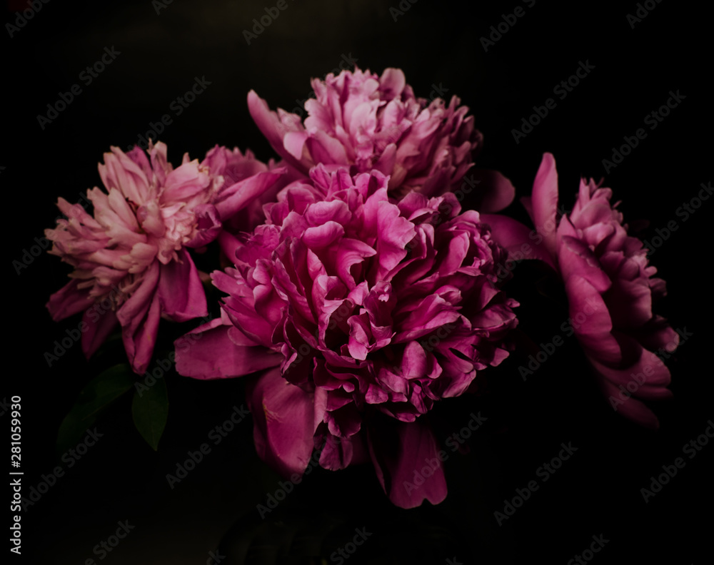 Big bright peony against black backdrop. Floral background.