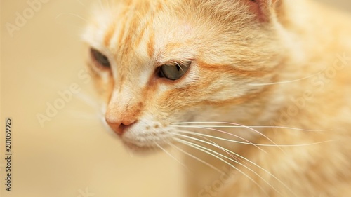 Cute ginger cat close up portrait in profile.