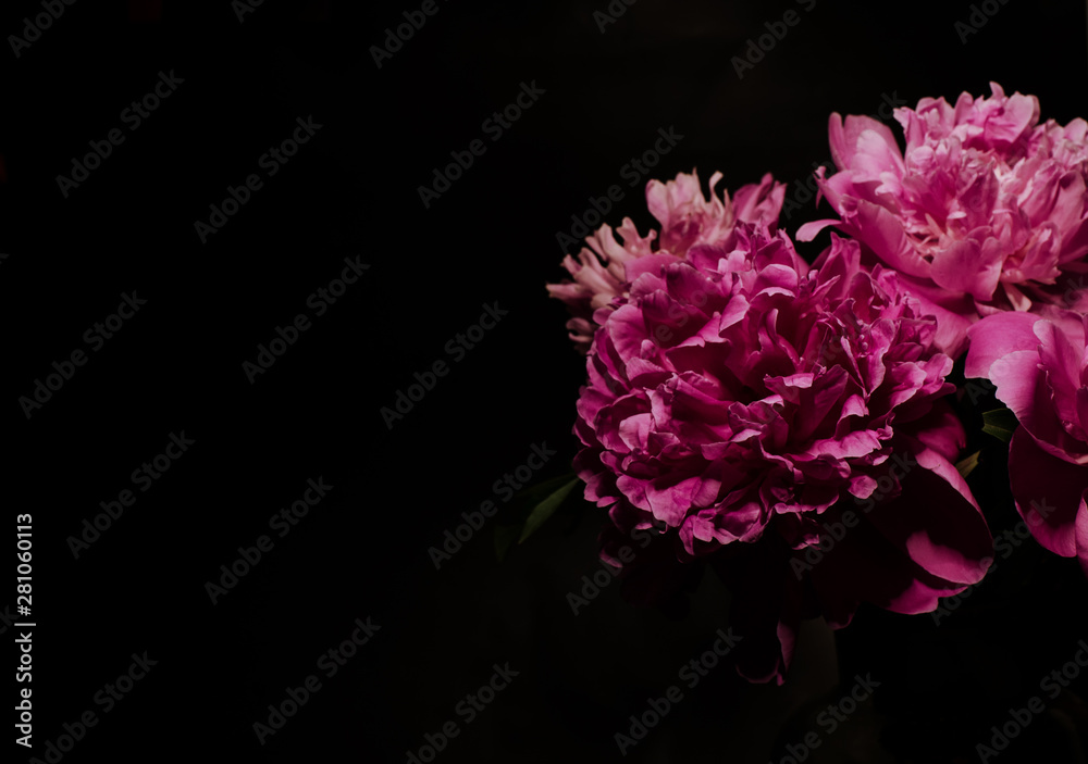 Big bright peony against black backdrop. Floral background.