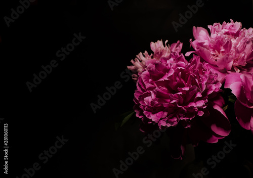 Big bright peony against black backdrop. Floral background. © Hanna Aibetova