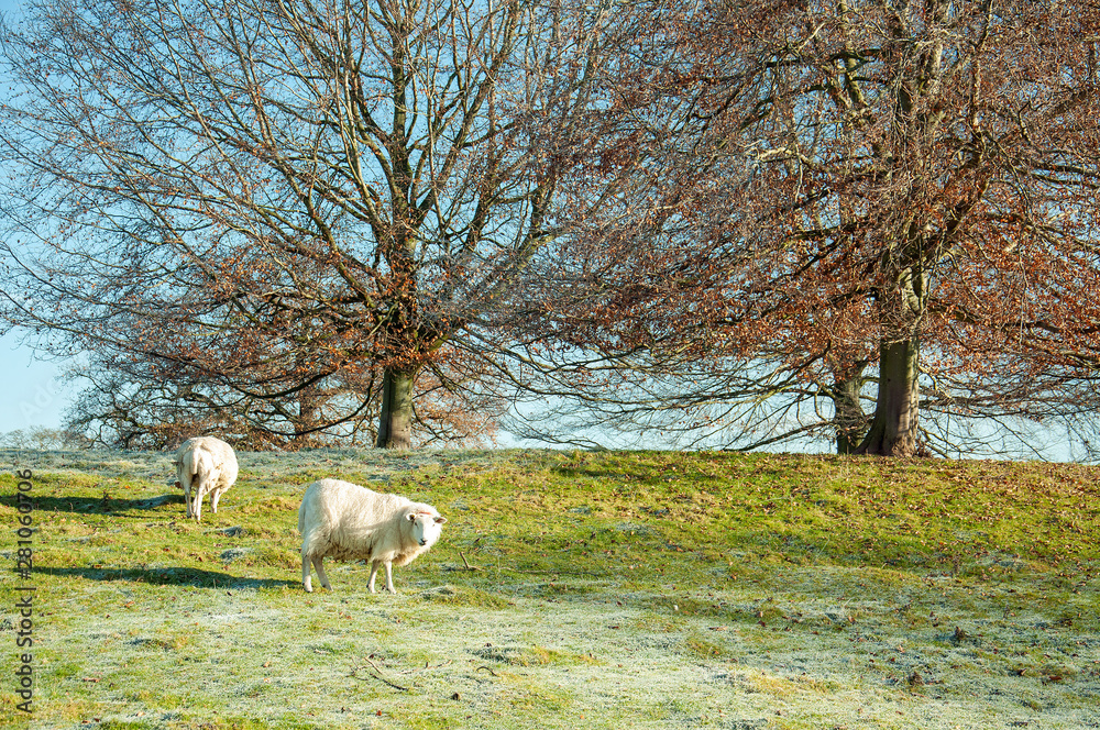 herd of sheep on pasture