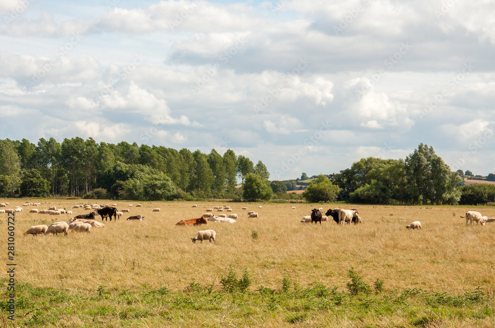 Cattle and sheep grazing in a summer meadow.