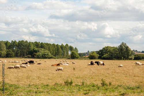 Cattle and sheep grazing in a summer meadow.