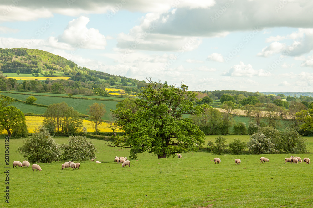 Sheep grazing in the summertime in England. Sheep grazing in the summertime in England.