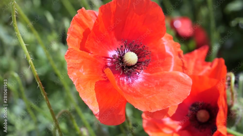 Red wild poppy flower in a field at sunrise Red wild poppy flower in a field at sunrise