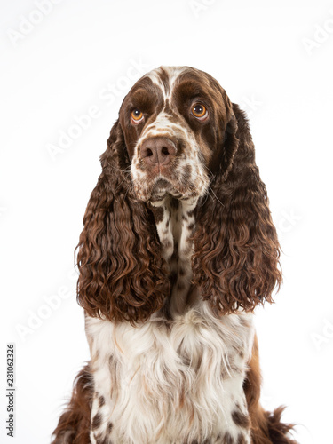 Bild auf Leinwand English Springer Spaniel dog portrait