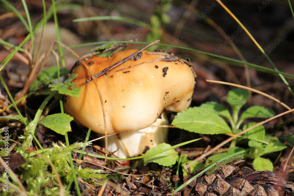 Russula foetens or Stinking russula mushroom. July, Belarus Russula foetens or Stinking russula mushroom. July, Belarus