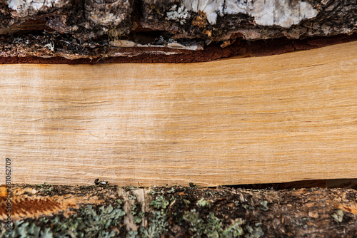 Abstract photo of vertical cut birch tree log