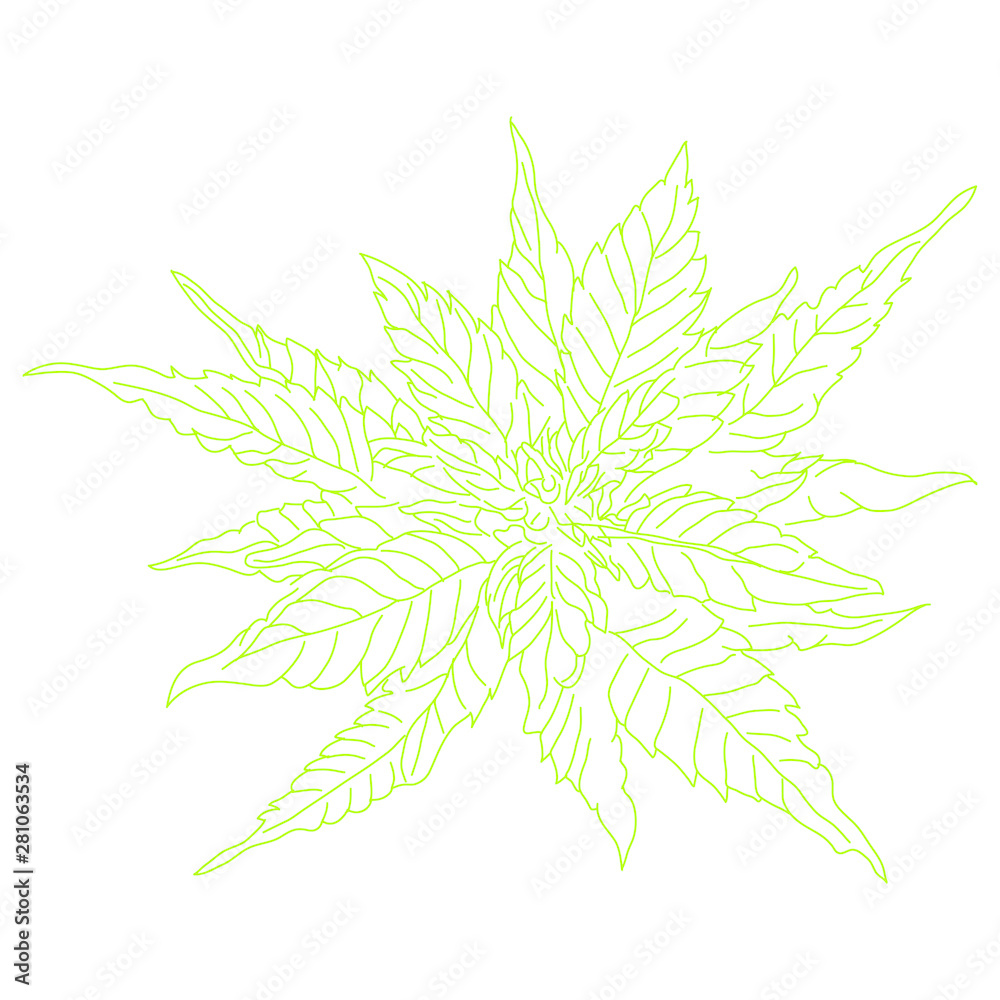 Cannabis plants hand drawn vector Cannabis plants hand drawn vector