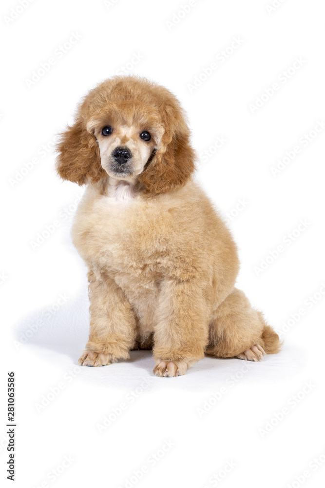 Poodle puppy apricot color sitting and looking at the camera. Poodle puppy apricot color sitting and looking at the camera.