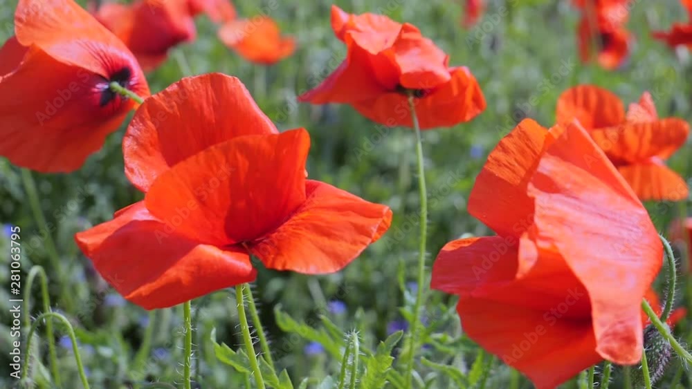 Summer poppy flowers on green field Summer poppy flowers on green field