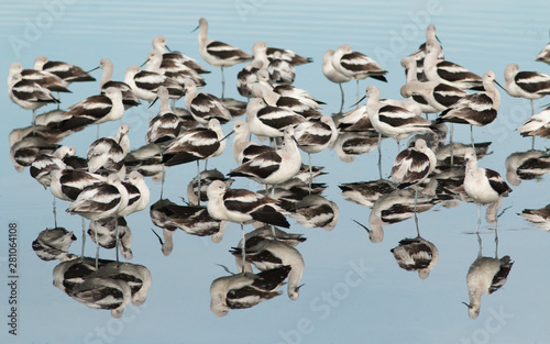 A flock of American Avocet with reflections