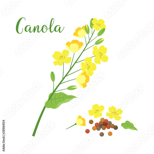 canola isolated on white