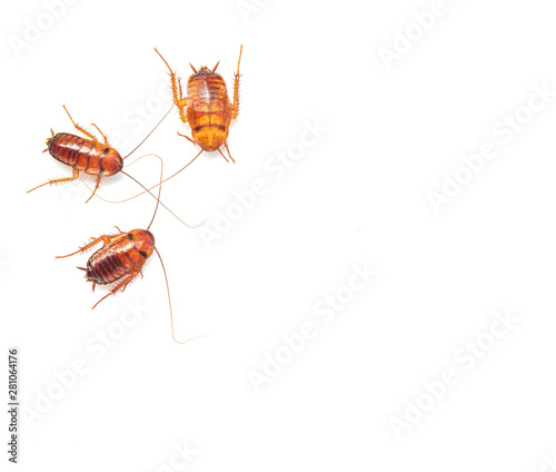 Three Cockroach isolated on white background.