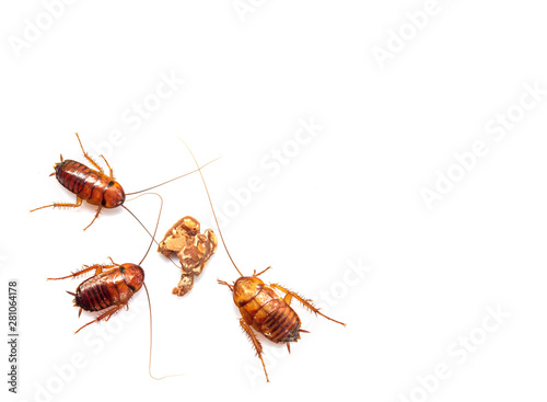 Three Cockroach Swarmed to eat chocolate isolated on white background.