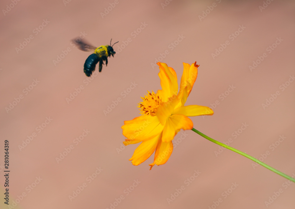 Outdoor spring blooming yellow orange yellow autumn flowers and bees,Cosmos sulphureus Cav. Outdoor spring blooming yellow orange yellow autumn flowers and bees,Cosmos sulphureus Cav.