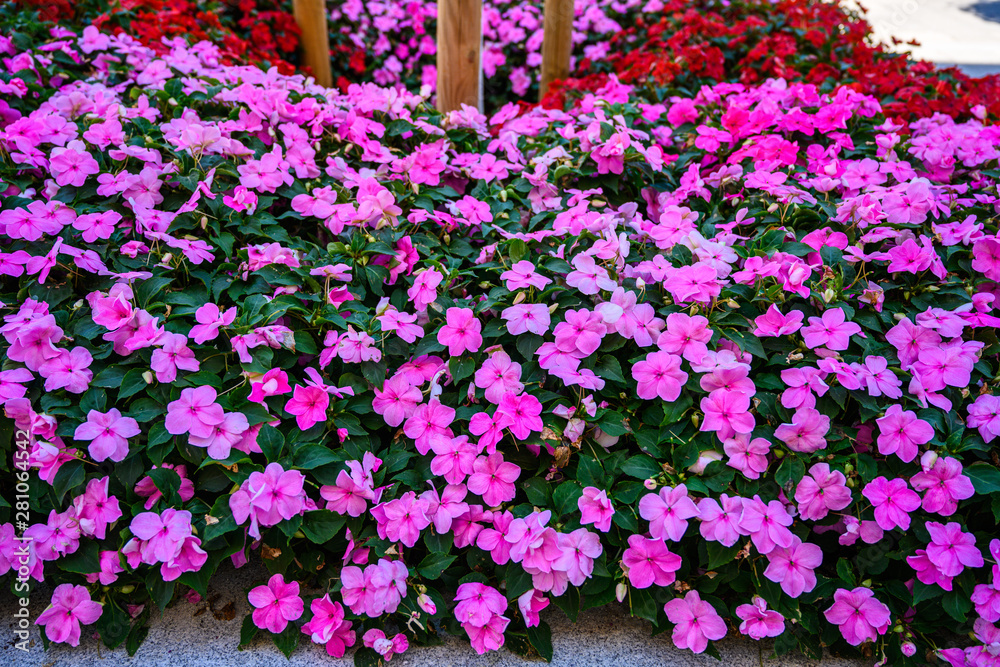 Obraz premium Blumen