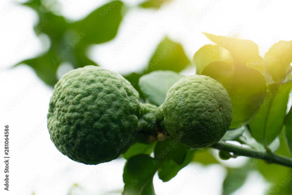 Obraz premium Bergamot fruit or name in Thailand 